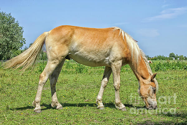 Patricia Hofmeester - Ginger horse eating grass