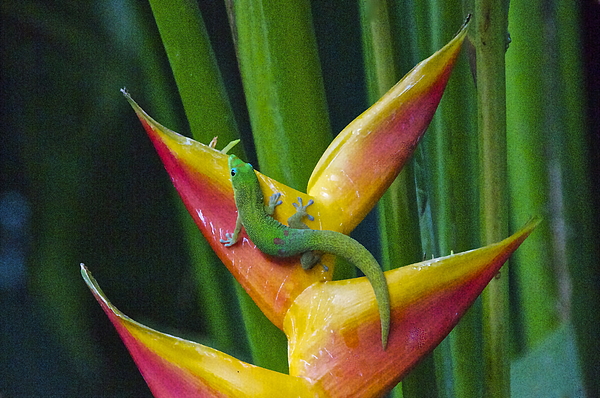 Gold Dust Day Gecko Photograph