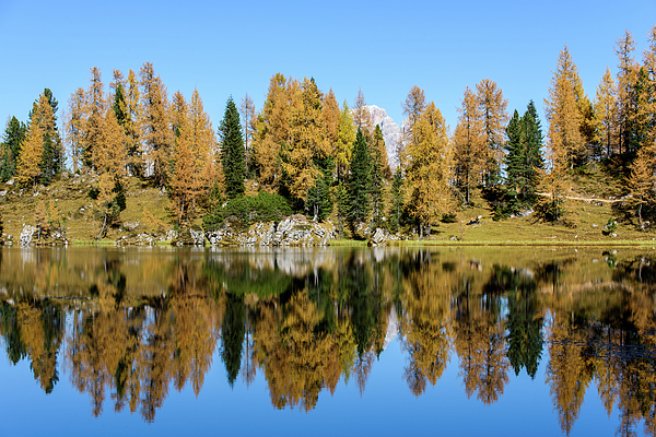 Autumn colors at sunset in the Dolomites. Becco di Mezzodi'. Croda da Lago  Fleece Blanket by Nicola Simeoni - Pixels