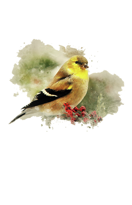 Goldfinch Watercolor Art T-Shirt for Sale by Christina Rollo