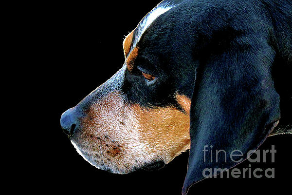 Dog with Chicago Cubs Collar Photograph by Laura Birr Brown - Fine Art  America