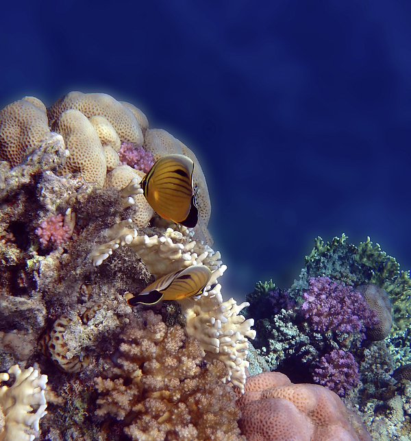 Johanna Hurmerinta - Gorgeous Red Sea Underwater World 3