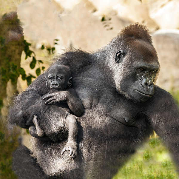 Gorilla Holding Her Baby Throw Pillow by William Bitman - Fine Art America