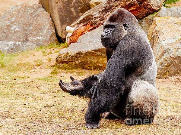 https://images.fineartamerica.com/images/artworkimages/medium/1/gorilla-sitting-upright-holding-his-hand-up-nick-biemans.jpg