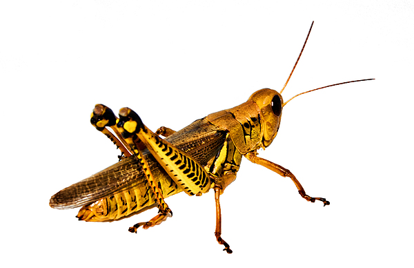 Grasshopper I Photograph