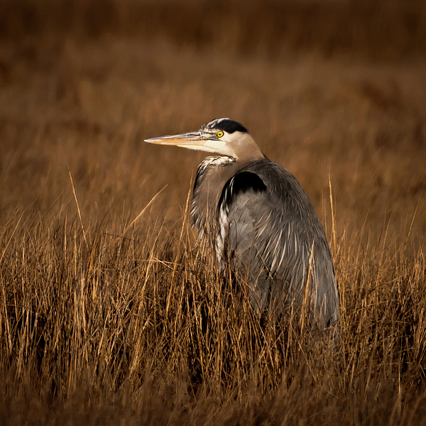 Great Blue Heron Square Pillow