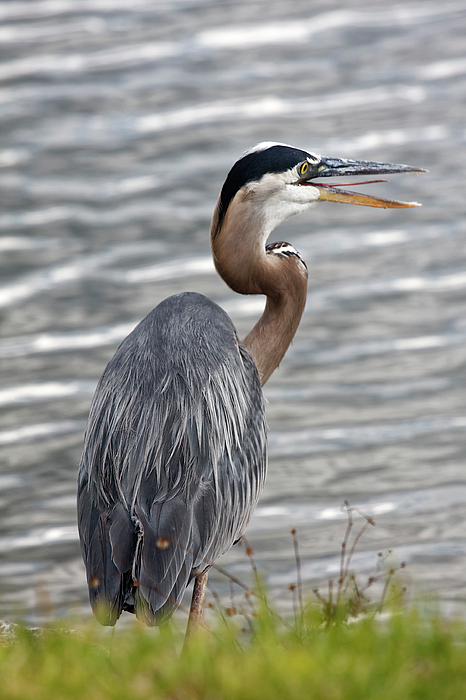 Sally Weigand - Great Blue Heron Squawking