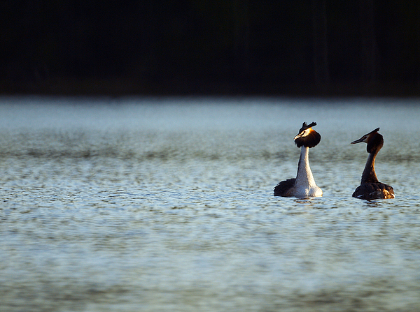 Great Crested Grebe Photograph