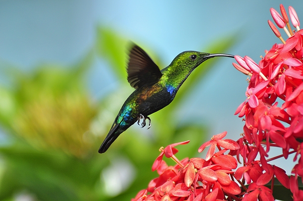 Green Throated Carrib Greeting Card for Sale by Michael Dyer