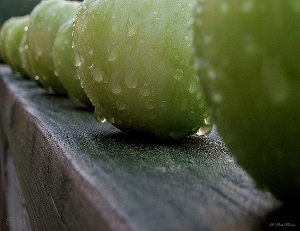 Green Tomatos Photograph