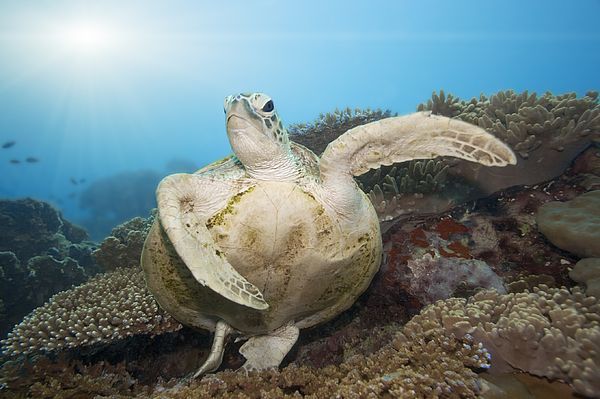 Green Turtle Underwater Photograph