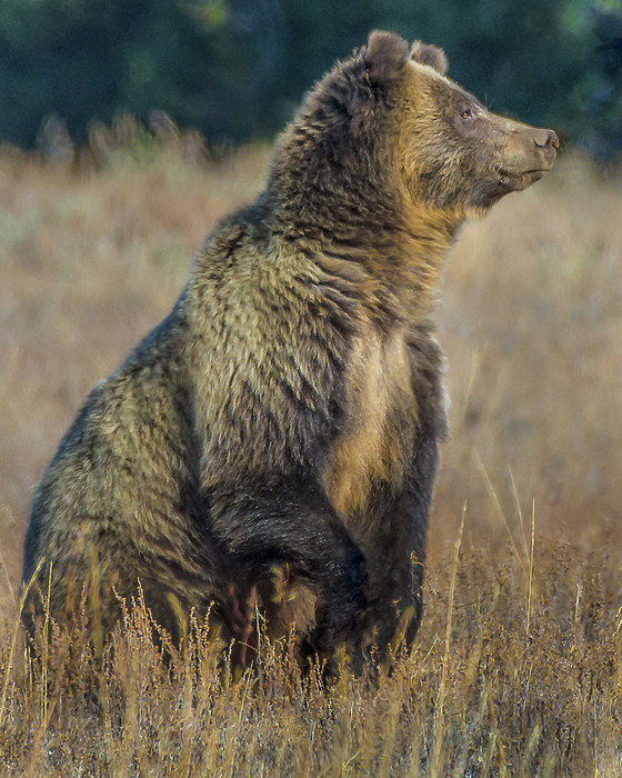 Blondie, Grizzly Bear #793 in last light Coffee Mug