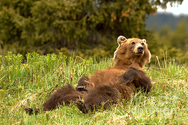 Grizzly Cubs In The Meadow Black And White Kids T-Shirt by Adam Jewell -  Adam Jewell - Artist Website