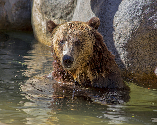 Grizzly Bear Cub T-Shirts for Sale - Pixels