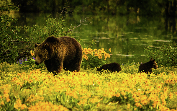 Blondie, Grizzly Bear #793 in last light Coffee Mug