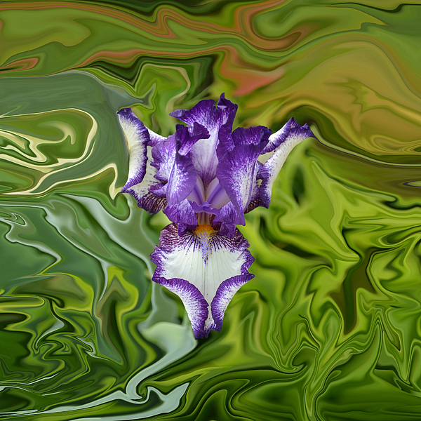 Rebecca Margraf - Groovy Purple Iris