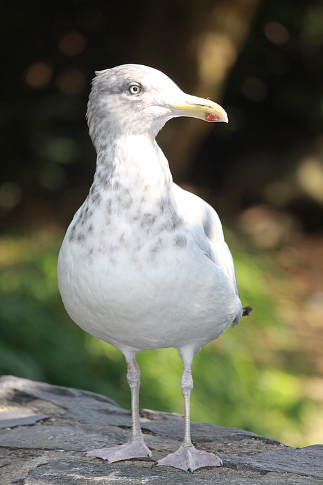 Gull Portrait Photograph