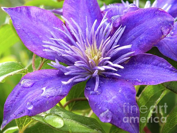 Cindy Treger - Crystal Fountain Clematis Dripping With Beauty