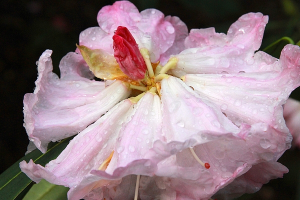 Flower Photographs