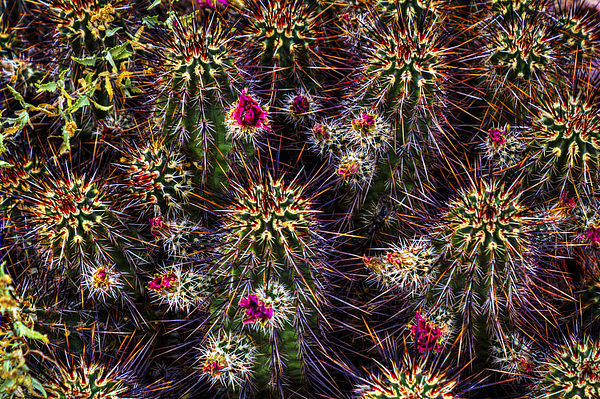 Hedgehog Cactus In Bloom Photograph