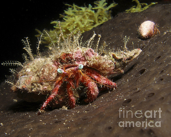Hermit Crab On Sponge In Gulf Of Mexico Beach Towel by Brent Barnes - Fine  Art America