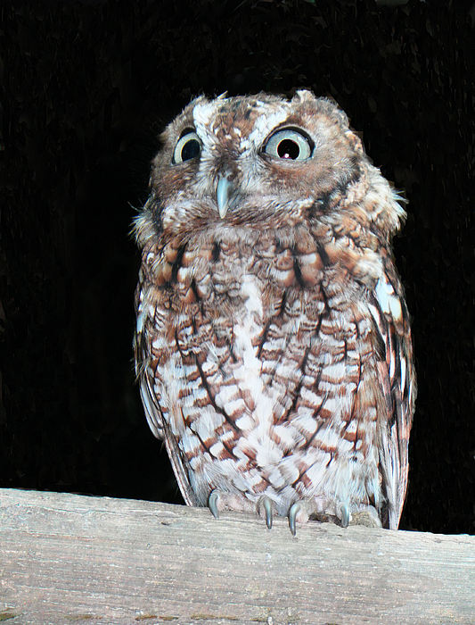 Hoot The Owl Photograph