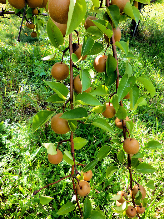 Hosui Asian Pear Tree 4 by Lanjee Chee