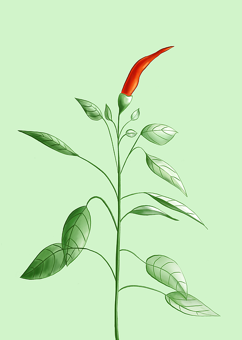 Hot Chili Pepper Plant Botanical Illustration Digital Art