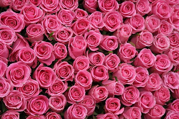 Hot Pink Rose Background Photograph