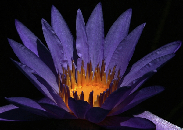 Sabrina L Ryan - Hot Purple Water Lily