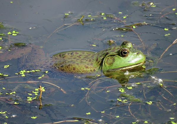 Brooks Garten Hauschild - Hot Tubbin Froggie Style - Wildlife - Bull Frogs
