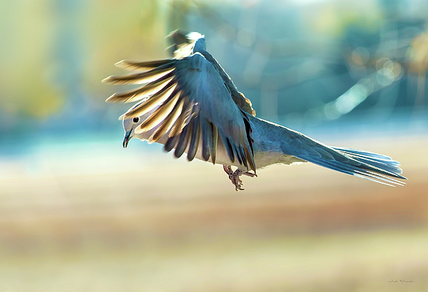 Judi Dressler - Hovering Dove in Flight