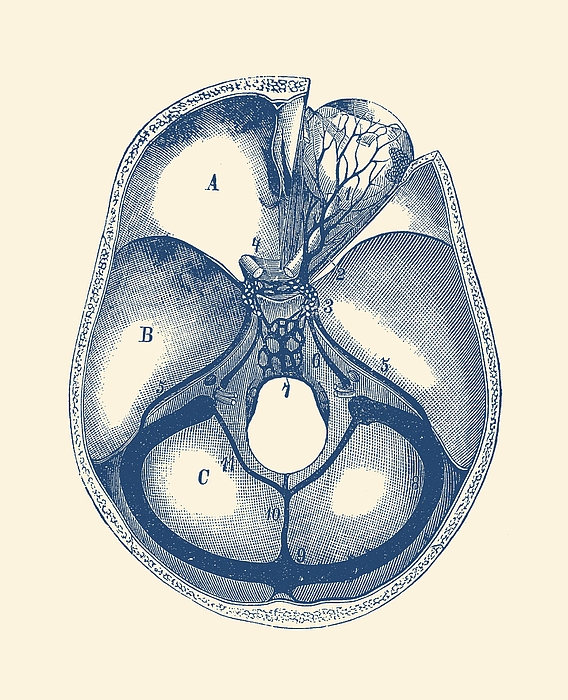 Human Brain Anatomy - Aerial View Drawing