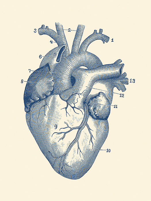 human heart labeled