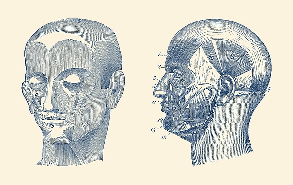 https://images.fineartamerica.com/images/artworkimages/medium/1/human-skull-muscular-diagram-dual-view-anatomy-print-vintage-anatomy-prints.jpg