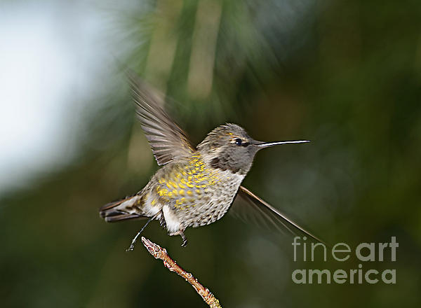 Marv Vandehey - Hummingbird Flying From Perch