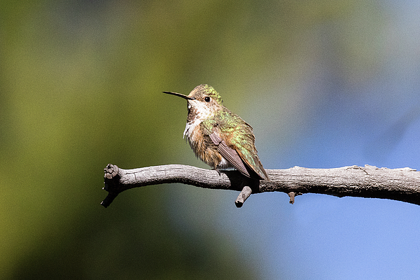 Migration watch: Hummingbirds have landed in the U.S. | Forest Preserve  District of Will County