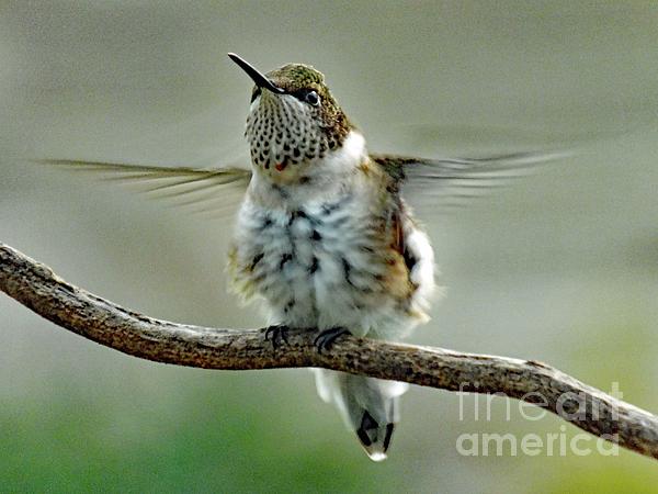 Cindy Treger - Hummingbird Shake - Juvenile Ruby-throated Hummingbird