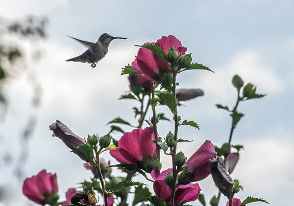 Hummingbird With Rose Of Sharon Photograph