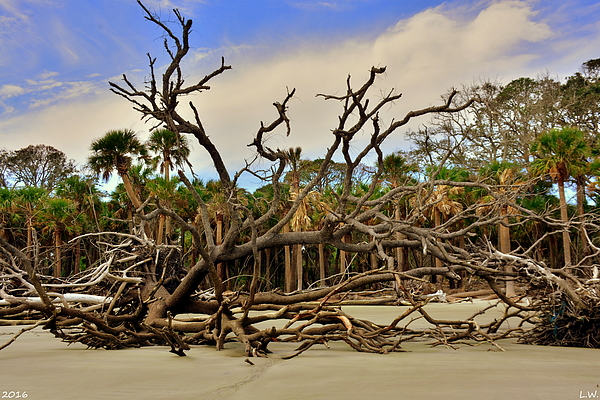 Lisa Wooten - Hunting Island Driftwood Beach Beaufort SC