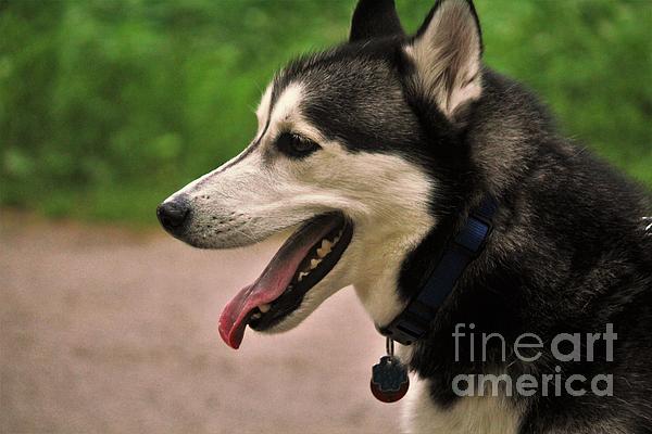 Dog with Chicago Cubs Collar Photograph by Laura Birr Brown - Fine Art  America