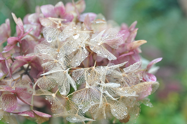 Flower Photographs