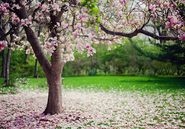 I Love Spring II Photograph