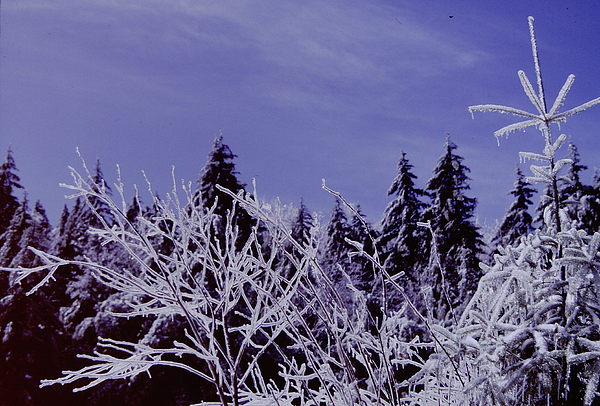 Walter Stankiewicz - Icy Alpine Trees