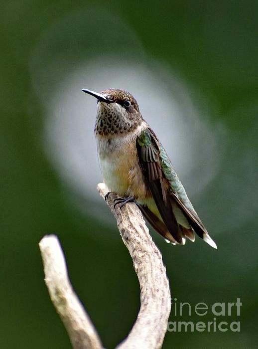 Cindy Treger - In The Spotlight - Juvenile Ruby-throated Hummingbird