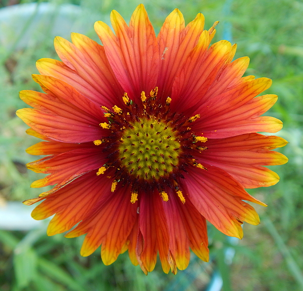 beach blanket flower