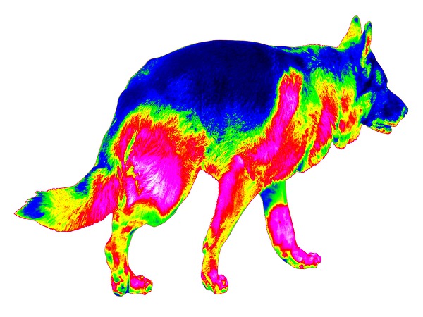Infrared Walking German Shepherd Digital Art