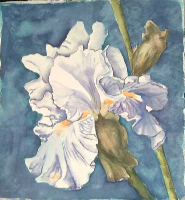 Iris Paintings