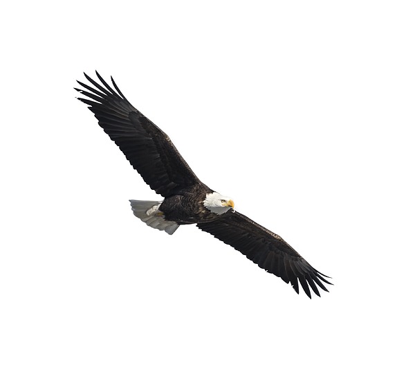 Isolated American Bald Eagle 2016-2 Photograph