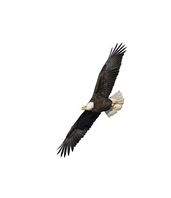 Isolated American Bald Eagle 2016-3 Photograph